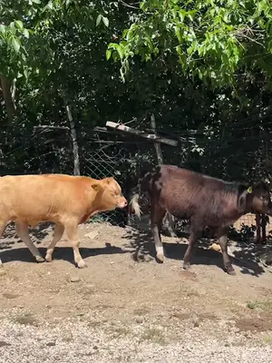 KARADAL HAYVANCILIK fotoğrafı