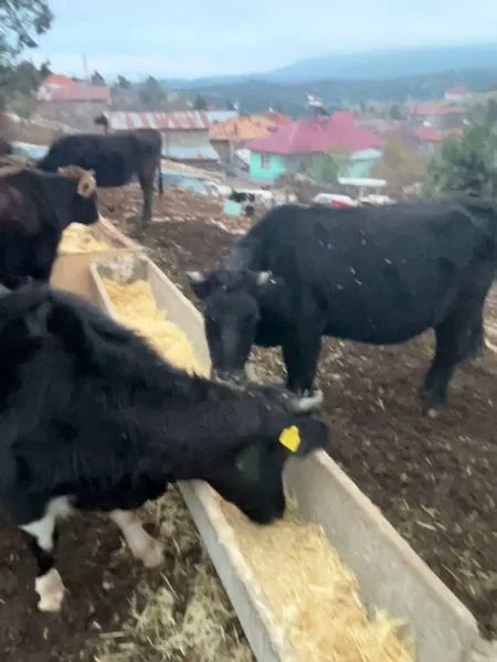 KARADAL HAYVANCILIK foto 2