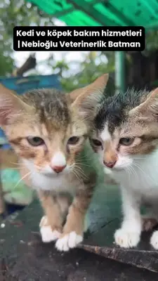 birol evcil hayvan