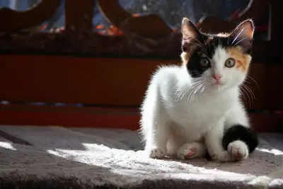 Yeşilköy Pet Care Veteriner Kliniği