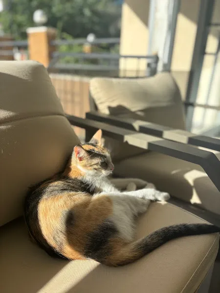 Patiopya veteriner kliniği foto 2