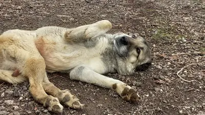 Emin Besi Çiftliği Dodurga Çankaya fotoğrafı