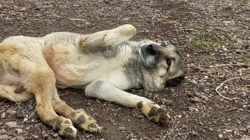 Emin Besi Çiftliği Dodurga Çankaya foto 1