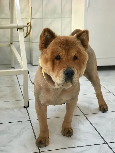 Çallı Veteriner Kliniği foto 2