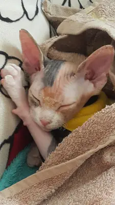 Animales Veteriner Kliniği fotoğrafı