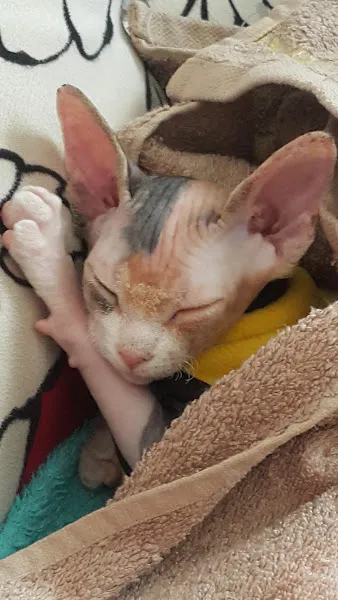 Animales Veteriner Kliniği foto 1