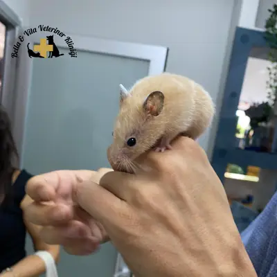 Bella & Vita Veteriner Kliniği fotoğrafı