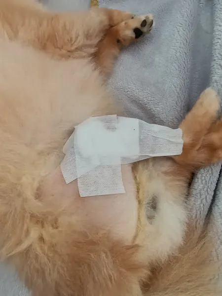 Bella & Vita Veteriner Kliniği foto 2