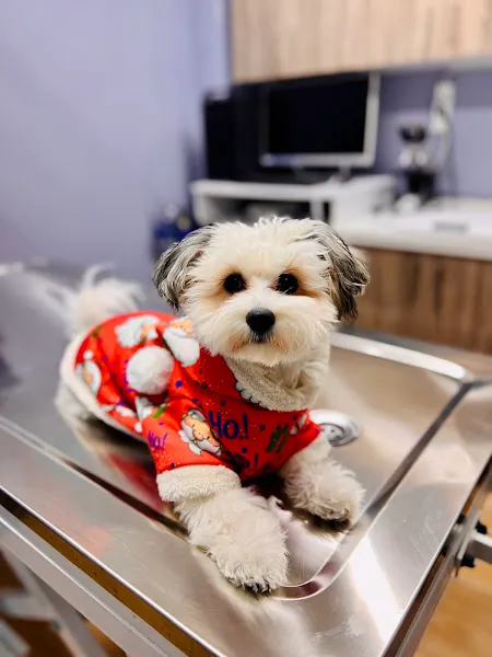 Hurma Veteriner Kliniği foto 2