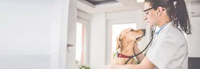 Rose Veteriner Kliniği