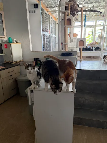 My Vet Veteriner Kliniği (since 2017) foto 2