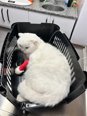 Yumi Veteriner Kliniği