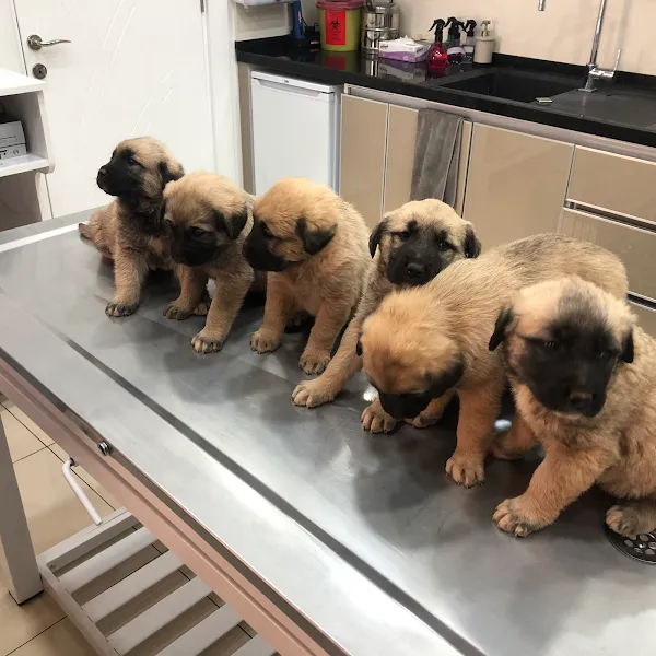 VetGlobal Veteriner Kliniği foto 2