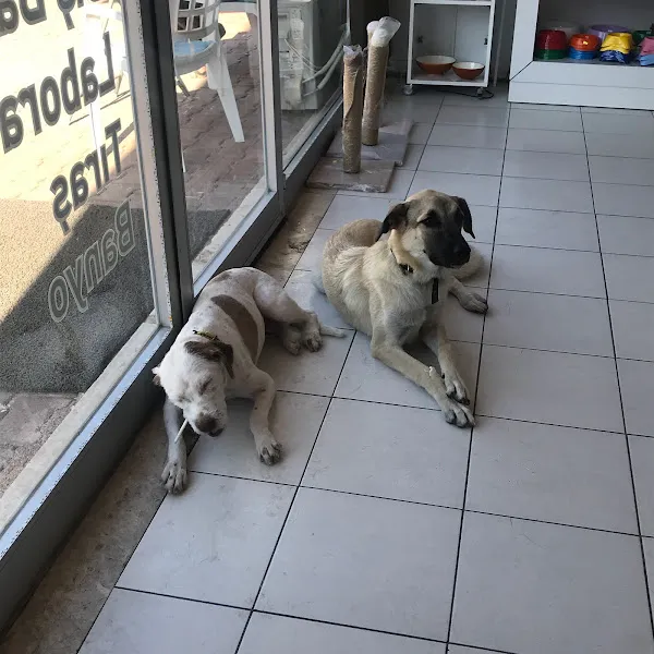 Turkuaz Veteriner Kliniği foto 2