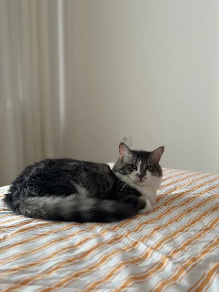 BEST VET VETERİNER KLİNİĞİ foto 2