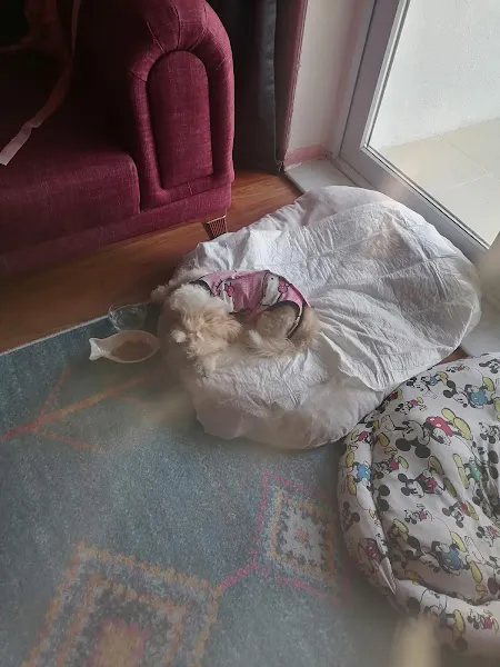 Biblo Veteriner Kliniği foto 2