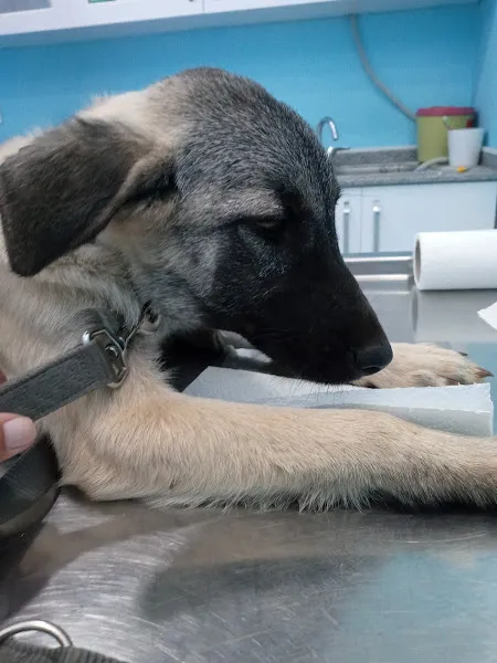 Avsallar Veteriner Kliniği / Kleintierpraxis / Pet Clinic foto 2