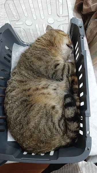 Kültür Viva Veteriner Kliniği foto 2
