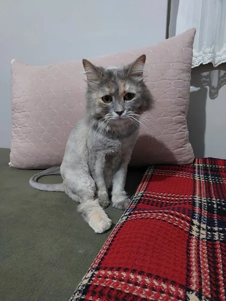 Saruhan Veteriner Kliniği foto 2