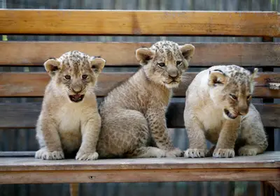 LAND OF LIONS