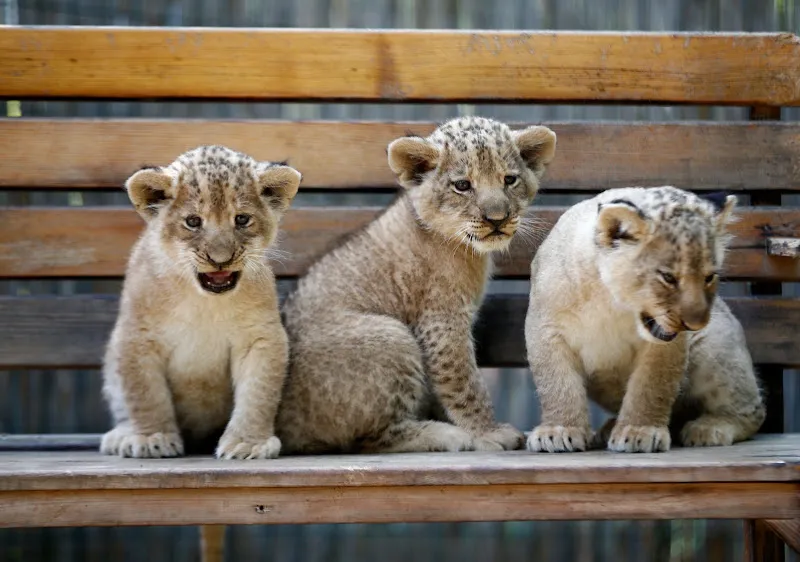 LAND OF LIONS foto 1