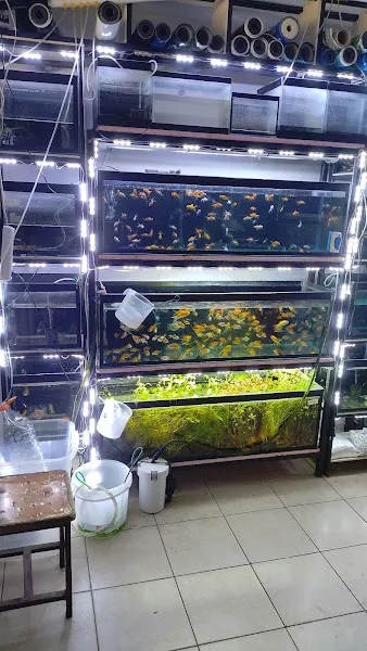 AH-ZOO PETSHOP AKVARYUM DEVREN SATILIKTIR. foto 2