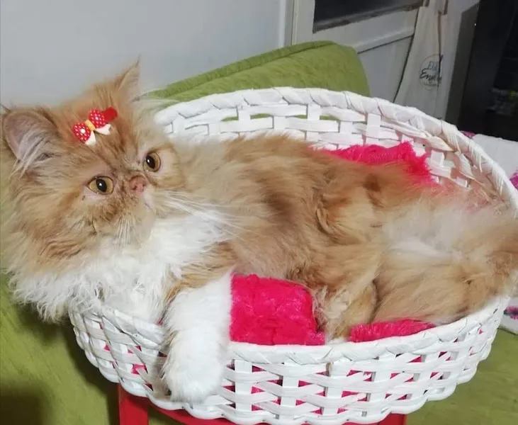 MAHMUTLAR KRAL PETSHOP foto 2