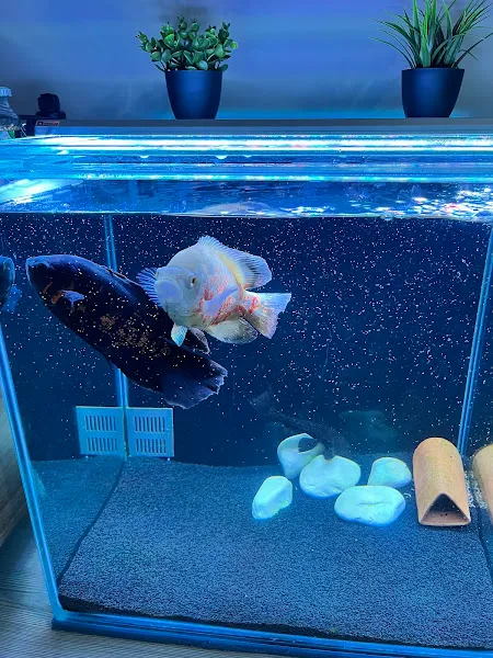 Korkmaz Petshop foto 2