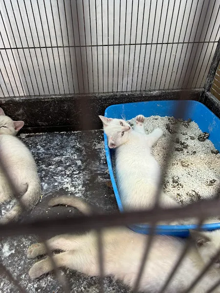 PETPEMBE PETSHOP foto 2