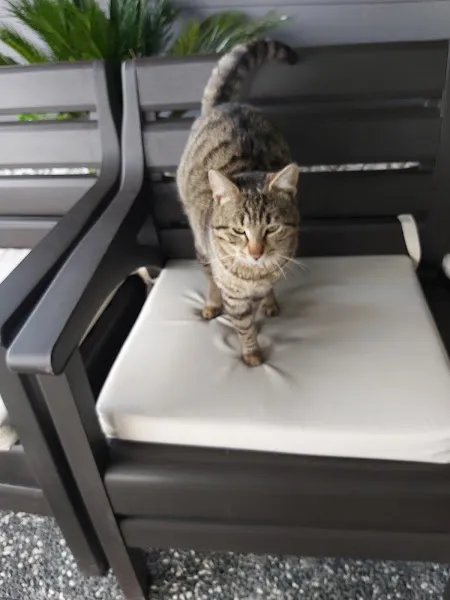 Karapati Veteriner Kliniği foto 2
