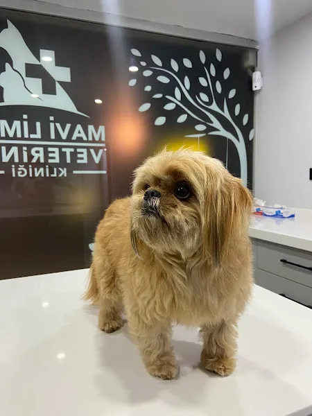 Mavi Liman Veteriner Kliniği foto 2