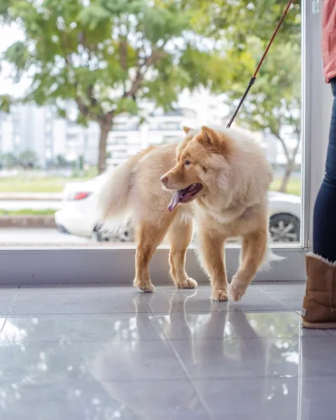 PetMedic Veteriner Kliniği - (Kliniğimiz Adına Yapılan Köpek/Kedi Satışları İşletmemize ait DEĞİLDİR) foto 2
