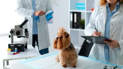 Yoǧurtcu Veteriner Kliniği (Mahmutlar) / ВЕТЕРИНАРНАЯ КЛИНИКА