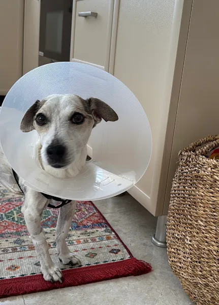 Evcilyum Veteriner Kliniği foto 2