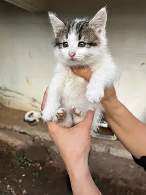 Kalkan Veteriner Kliniği
