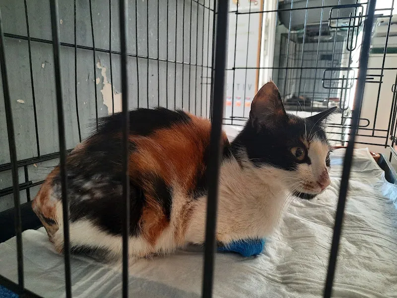 Kalkan Veteriner Kliniği foto 2