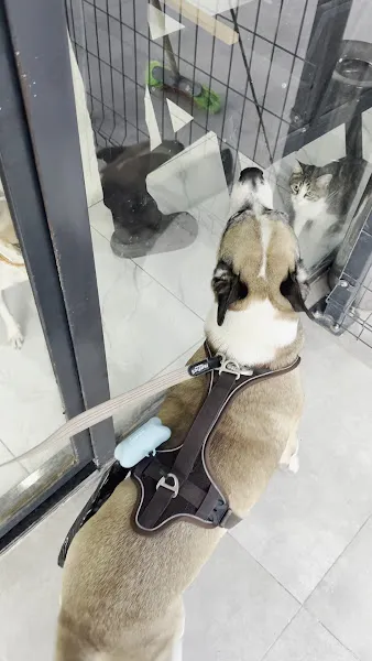 Pablo Veteriner Kliniği foto 2
