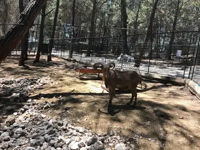 Kumluca Sarnıç Tepesi Hayvanat Bahçesi