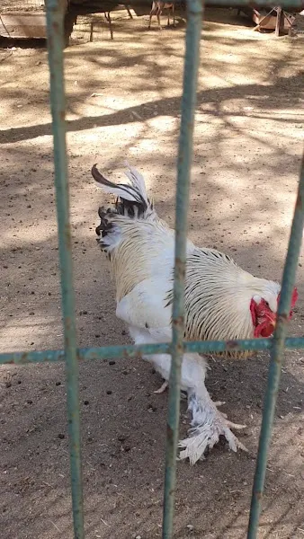 Kumluca Sarnıç Tepesi Hayvanat Bahçesi foto 2