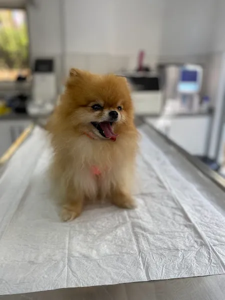 Kundu Veteriner Kliniği foto 2