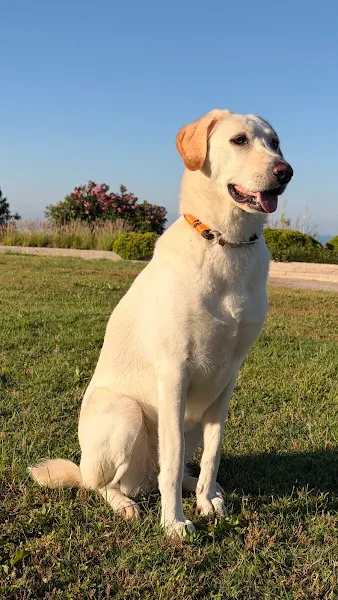 Asude Veteriner Kliniği foto 2