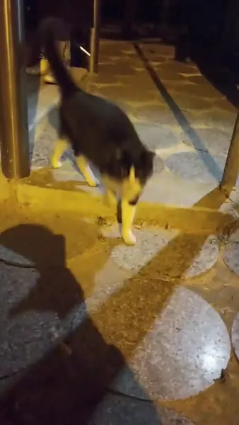 Silivri Vetenirler Hekimliği foto 2