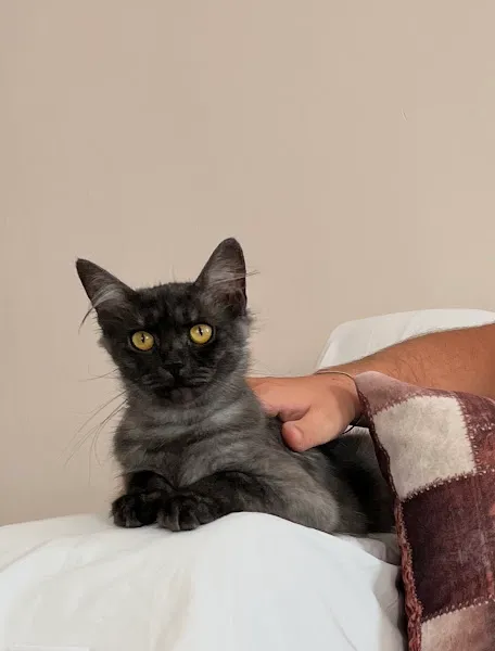 Vet Way Veteriner Kliniği foto 2