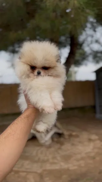 Teddy Royal Garden / Poodle & Pom's ANTALYA foto 2
