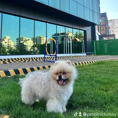 Pet Clinic Turkey fotoğrafı