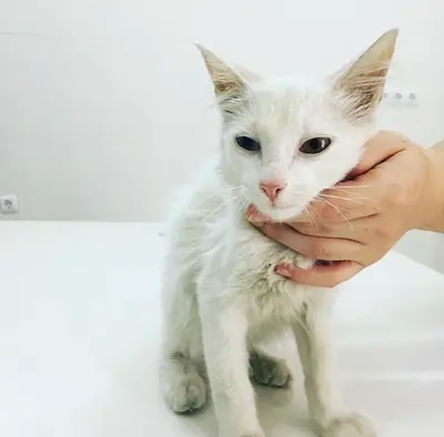 OZVET Veteriner Kliniği