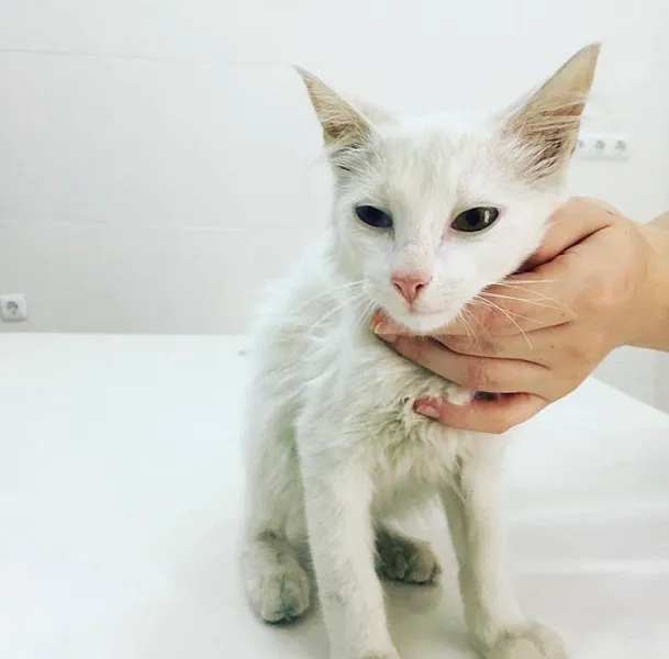 OZVET Veteriner Kliniği foto 1