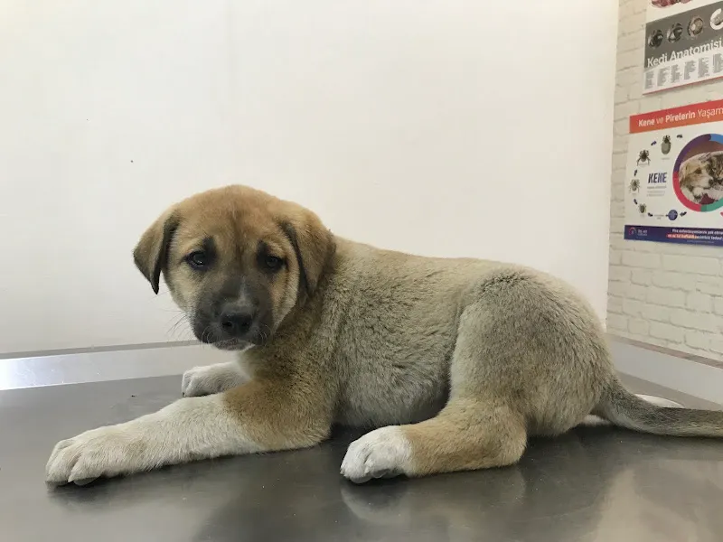 OZVET Veteriner Kliniği foto 2