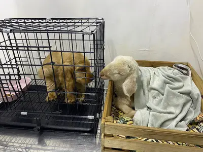 Yusuf İnel Veteriner Kliniği