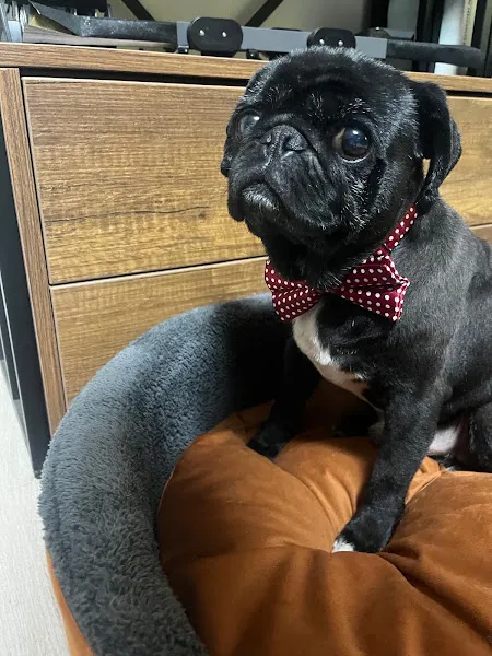 Yusuf İnel Veteriner Kliniği foto 2